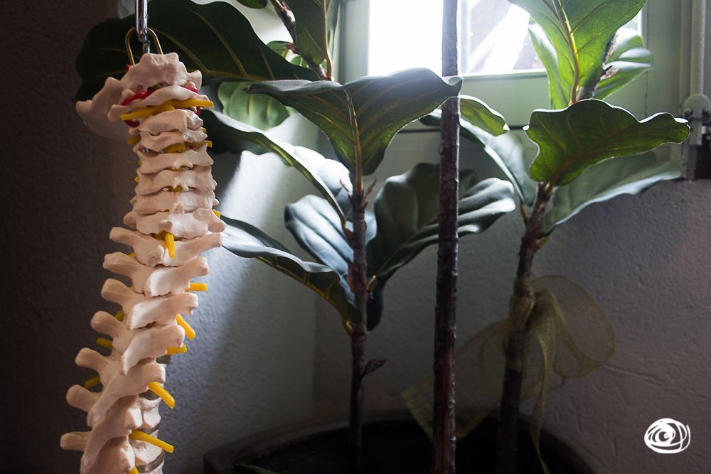 columna vertebral