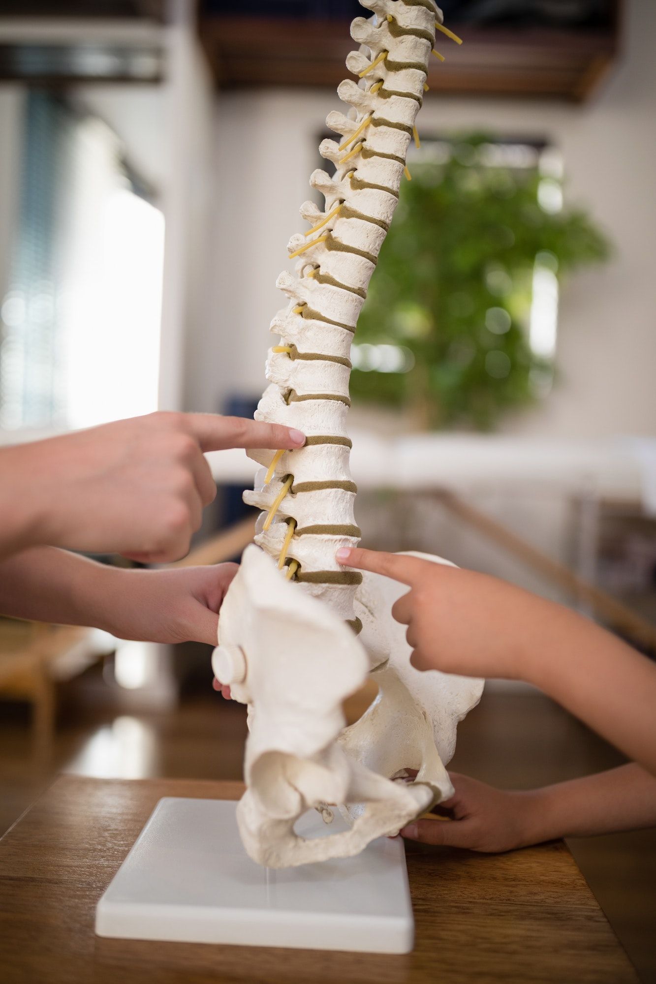 cropped-hands-of-female-therapist-and-boy-pointing-at-artificial-spine.jpg
